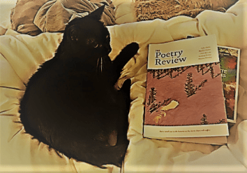 cat and poetry