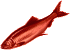Redherring